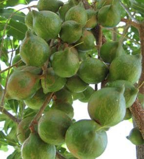 A close up of green fruit hanging from a tree