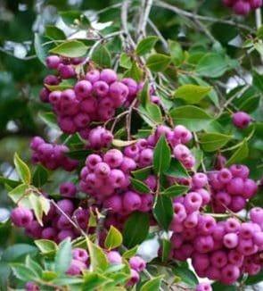 A bunch of berries hanging from the tree.