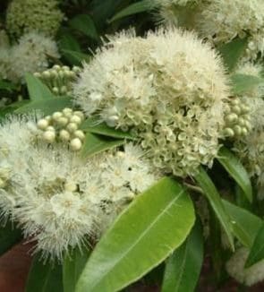 A close up of some white flowers and leaves