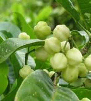 A close up of some green berries on a tree