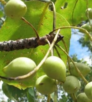 A close up of some green fruit on a tree