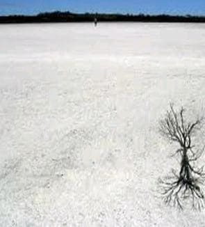 A bare tree in the middle of an empty field.