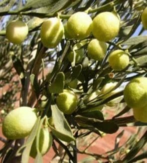 A close up of some lemons growing on a tree