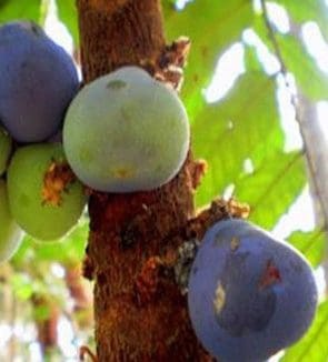 A tree with several fruits hanging on it.