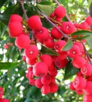 A close up of some red berries on a tree