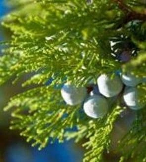 A close up of some white berries on a tree