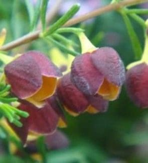 A close up of some flowers on a tree