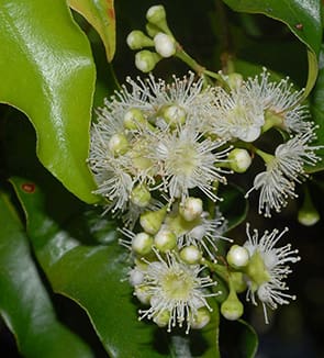 A close up of some flowers on the leaves