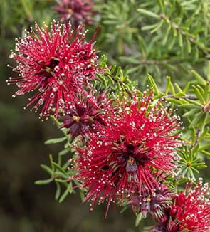 A close up of some flowers on a tree