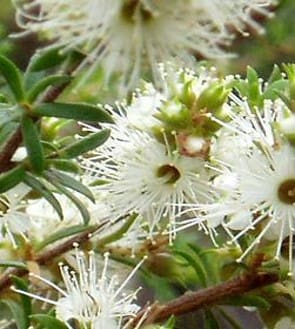 A close up of some white flowers on a tree